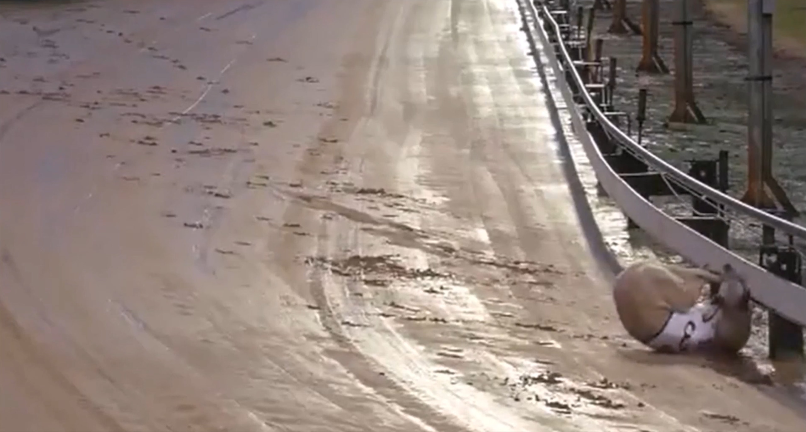A still of a greyhound falling over during a race