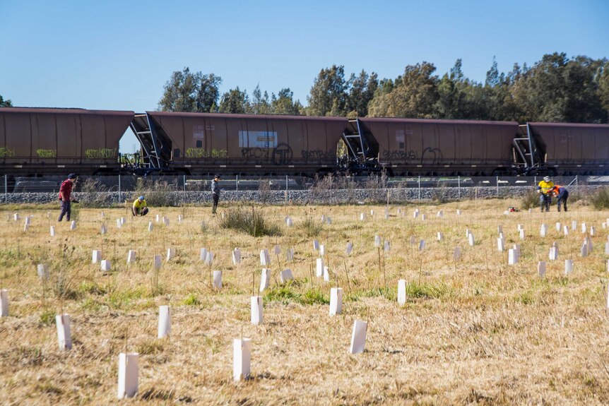 A coal train passes by a section of newly-planted trees.