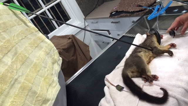 The rescued baby possum lies on a bench ready to have the arrow protruding from its body removed