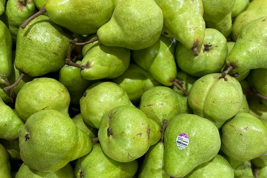 green Barlett pears close up 