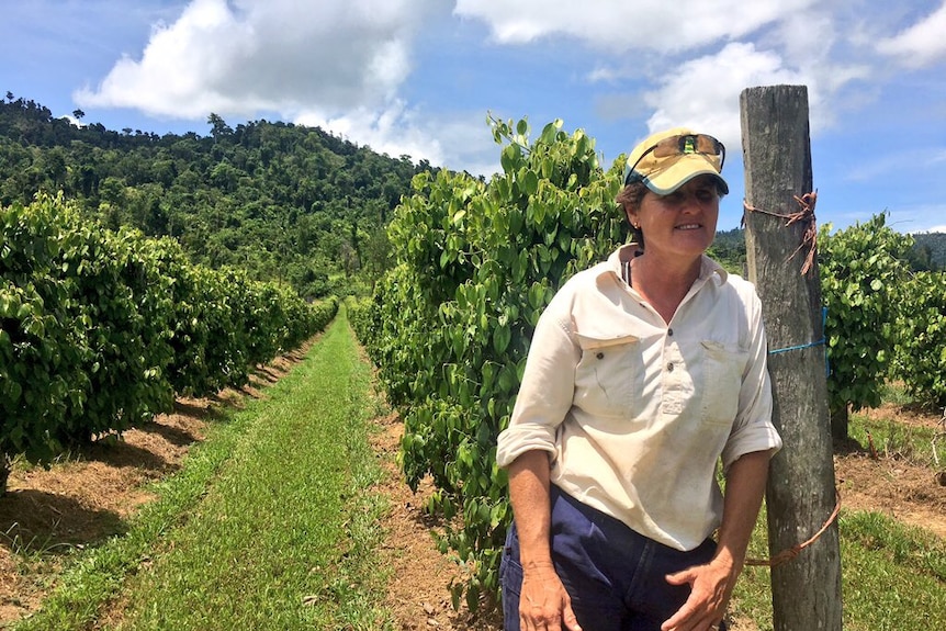 Pepper grower leans against a post at the top of row of green, leafy pepper vines