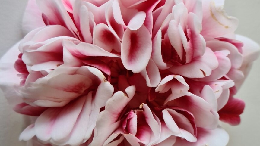 close up of pink flower with red highlights taken from above on white background