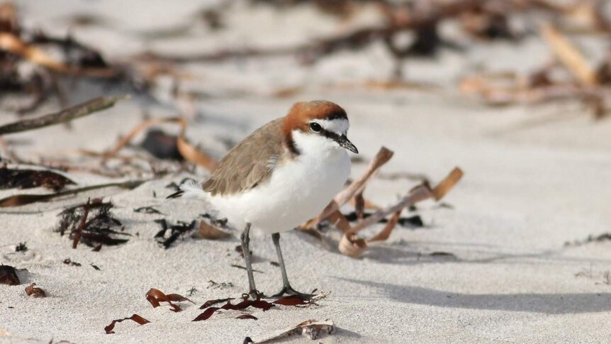 red-capped plover