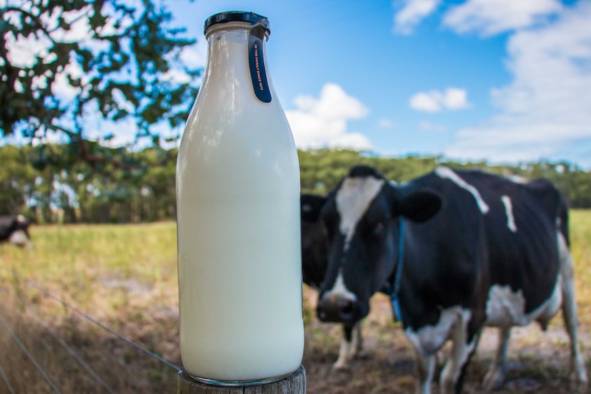 A glass milk bottle sitting on a fence post in front of some cows.