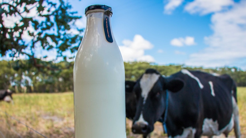 Glass of milk at a farm with two dairy cows behind it.