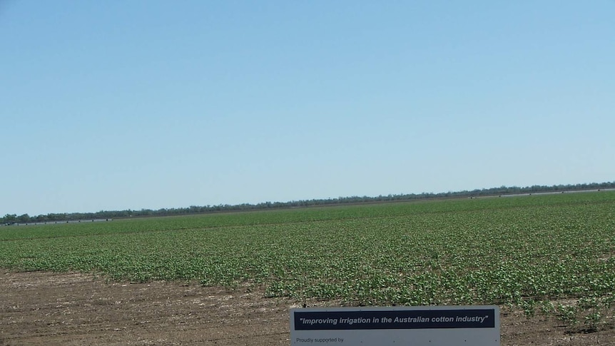 Cotton crops in the Gwydir valley, northern NSW