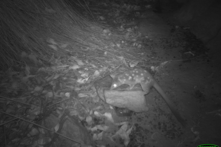 black and white photo of quoll