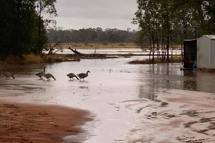 Ducks walk through water after rain over track at Aramac, after 75mm was recorded at Arlington Station.