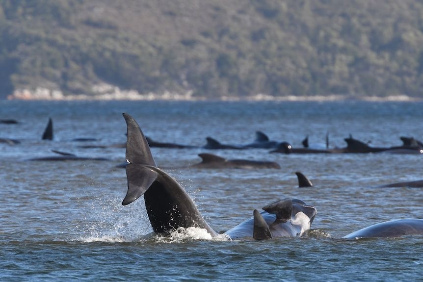 Pod of whales in distress off Tasmania's West Coast