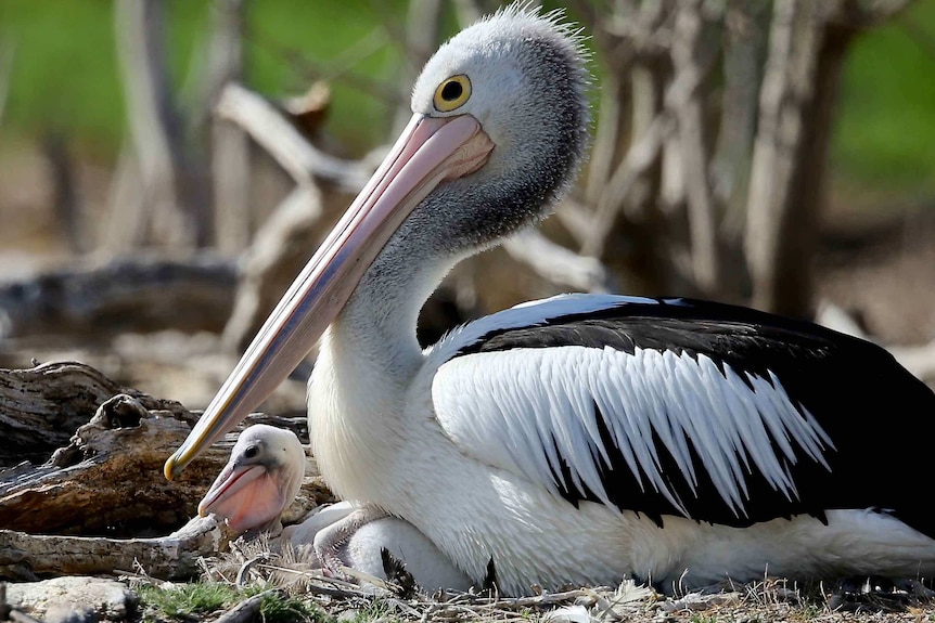 A pelican with its chick.
