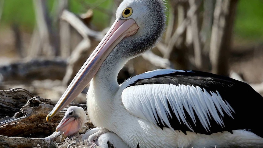 A pelican with its chick
