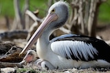 A pelican with its chick.