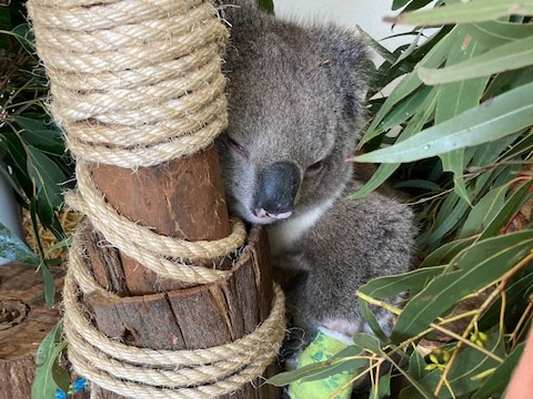 A sad looking koala with an arm cast holds on to a fake tree
