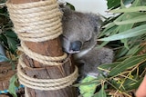 A sad looking koala with an arm cast holds on to a fake tree