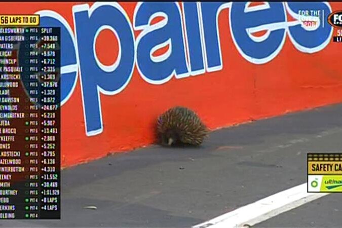 A close-up shot of an echidna sitting next to a wall on the mountain at Bathurst during the Bathurst 1000 car race.