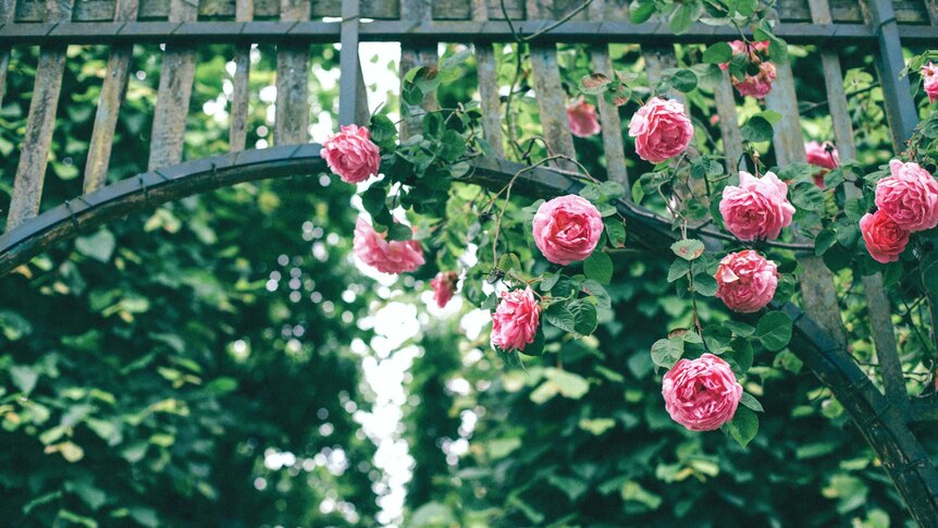 Pink flowers hang from a trellis