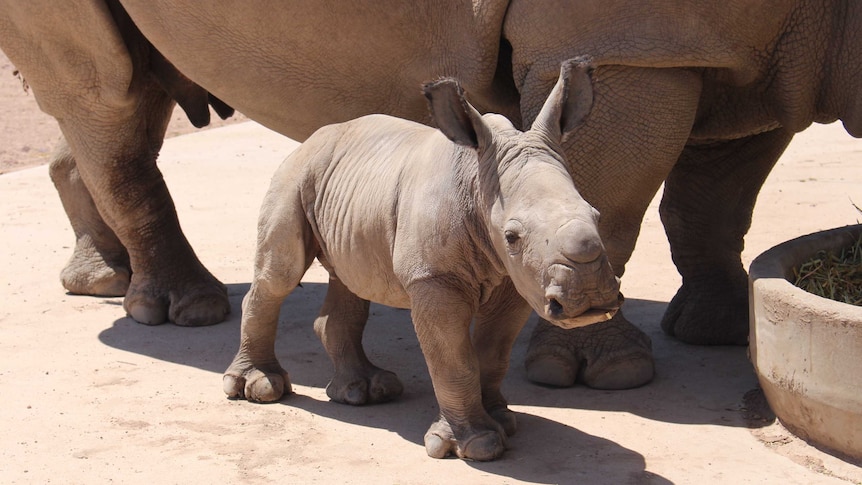 Baby white rhino, Kamari, stands next to her mother Mopani.
