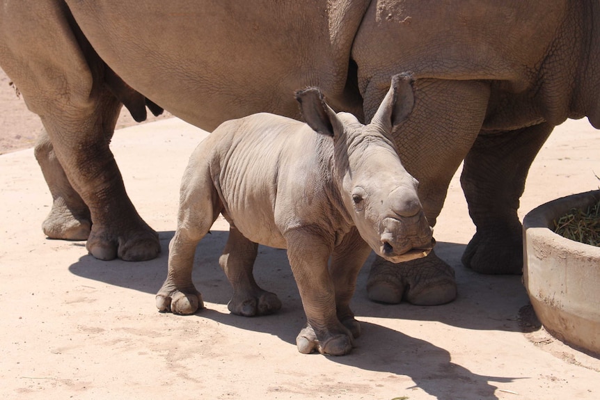 Baby white rhino, Kamari, stands next to her mother Mopani.