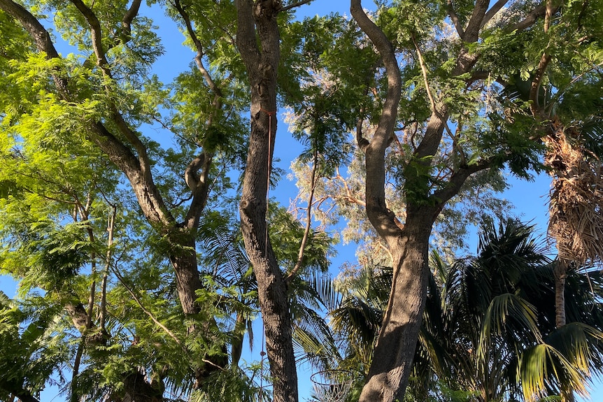A view of a green jacaranda tree, as seen from the ground looking up towards a blue sky.