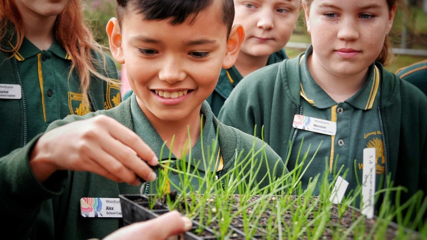 Close up photo of students in uniform inspecting a tray of seedlings.
