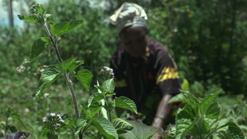 A woman, blurred to protect her identity, kneels on the ground leaning forward tending a garden