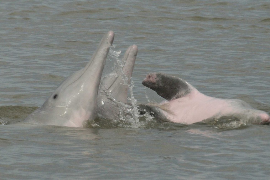 An Australian humpback dolphin off the NT.