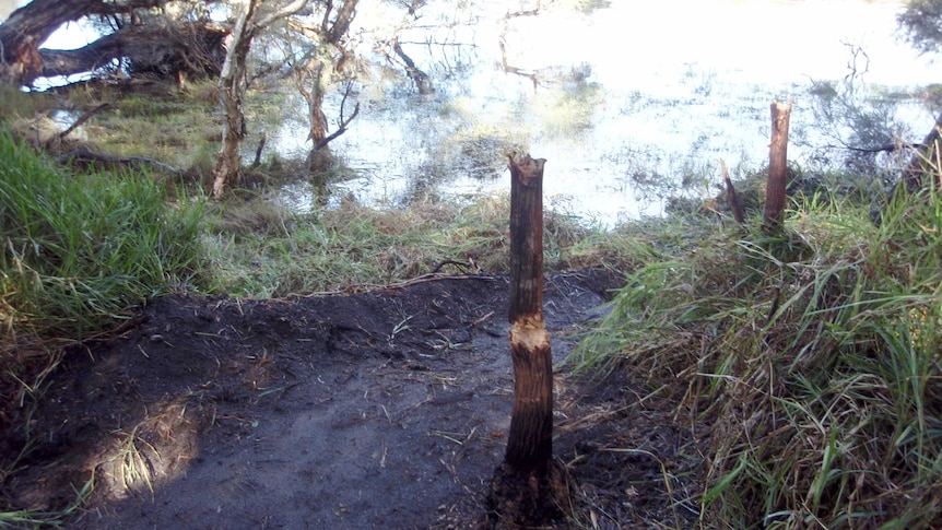 Trees have been cut and a path cut in Busselton reserve