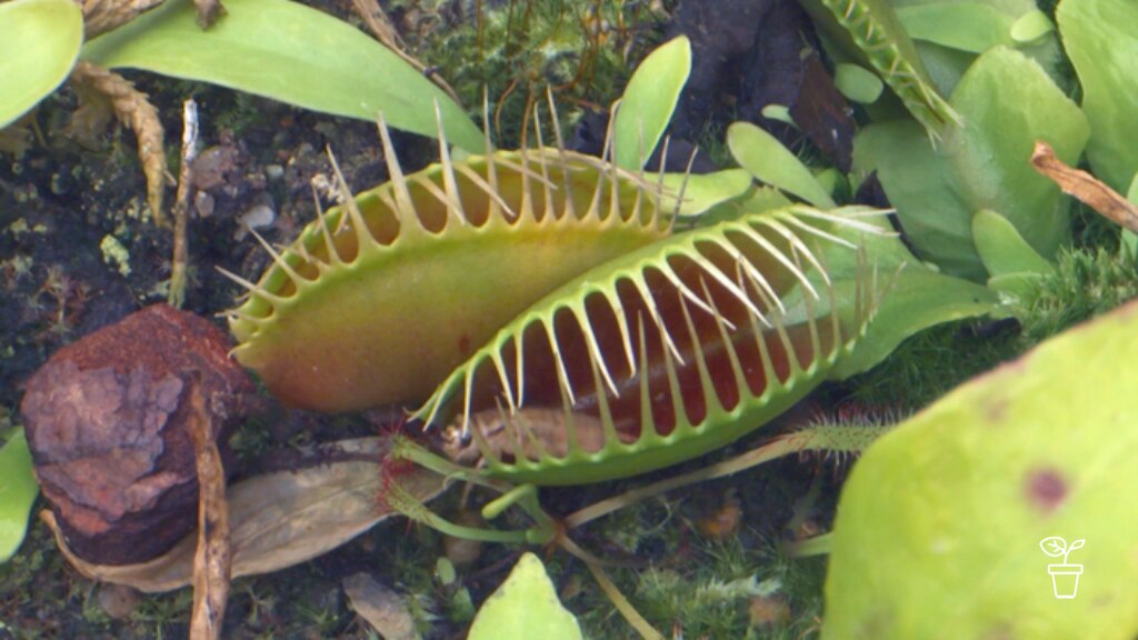Calyx of Carnivores - Gardening Australia
