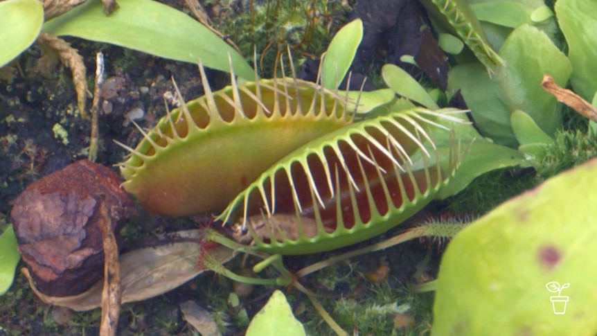 Venus fly trap with small grasshopper inside