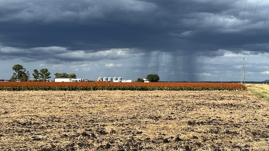 A small shower over a red crop of sorghum.