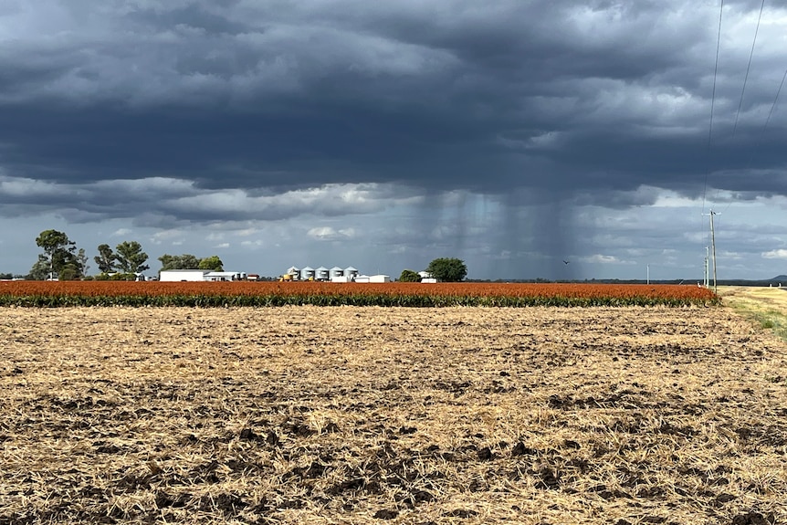 A small shower over a red crop of sorghum.