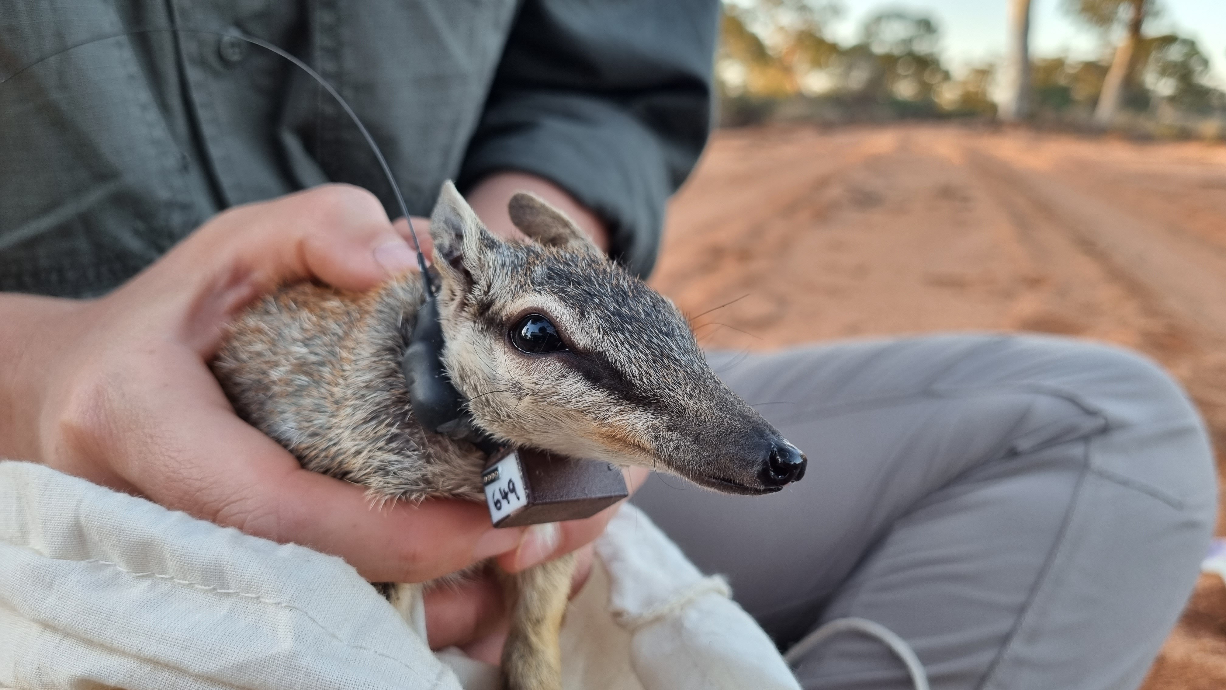 A numbat close-up in the hands of a person with a black collar numbered 649 around its neck