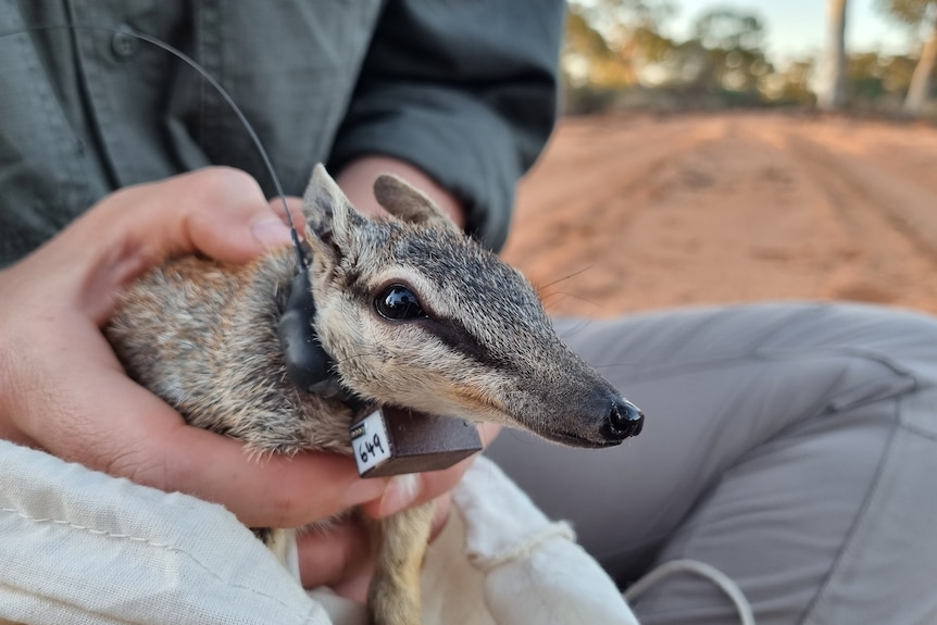 A numbat close-up in the hands of a person with a black collar numbered 649 around its neck