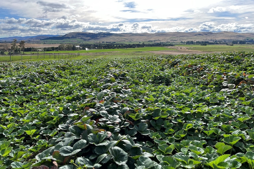 strawberry plants