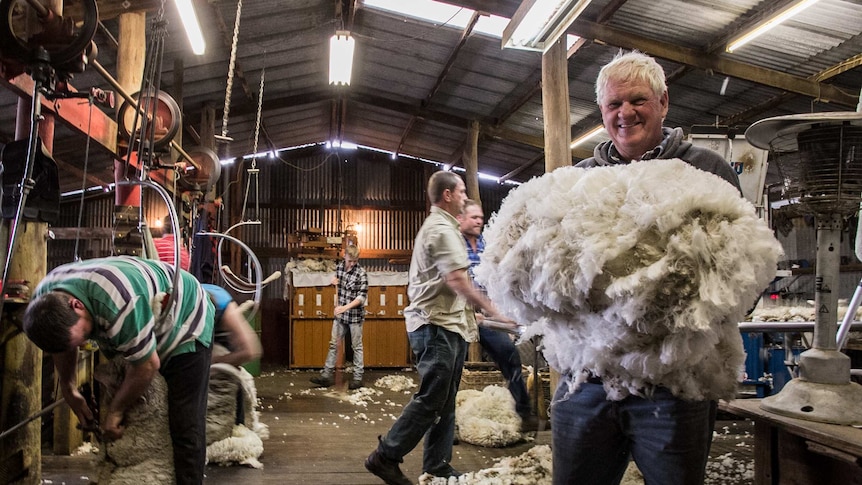 A man holding an armful of wool in a shearing shed