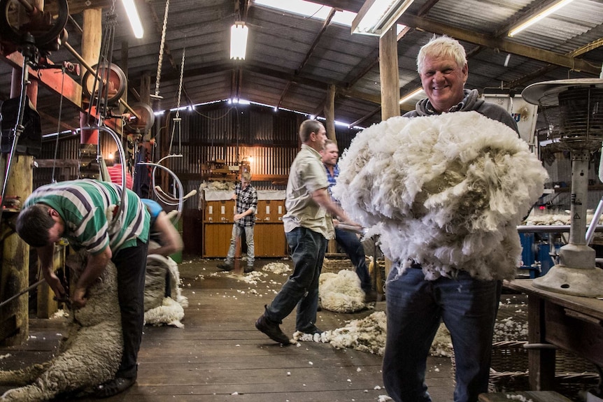 A man holding an armful of wool in a shearing shed