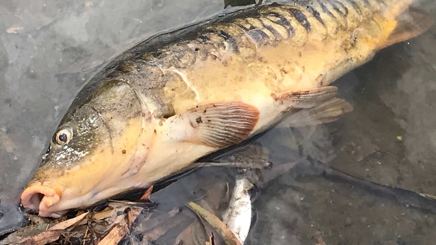 Dead fish on Darling River