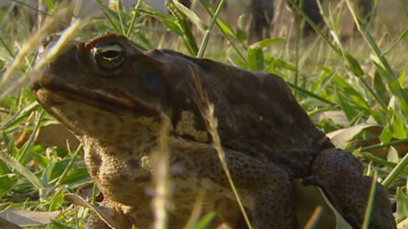 cane toad on grass