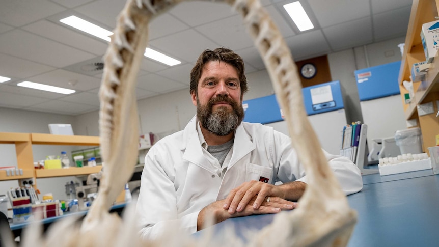 Dr Stow wears a white lab coat and is pictured through a shark's jawbones