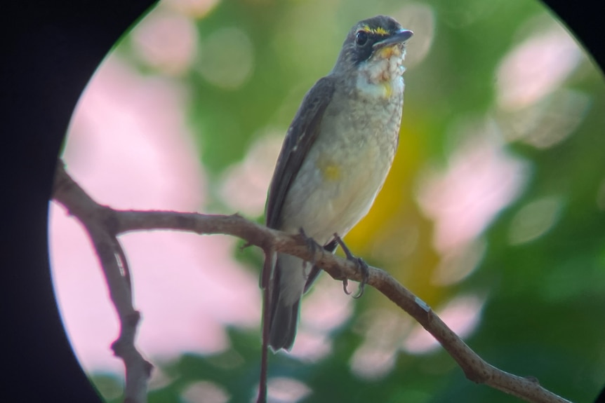 A black and white bird sits in a tree