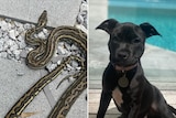 A python and a puppy
