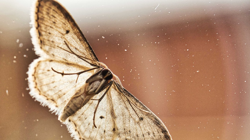 backlit moth sitting on window