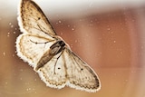 backlit moth sitting on window