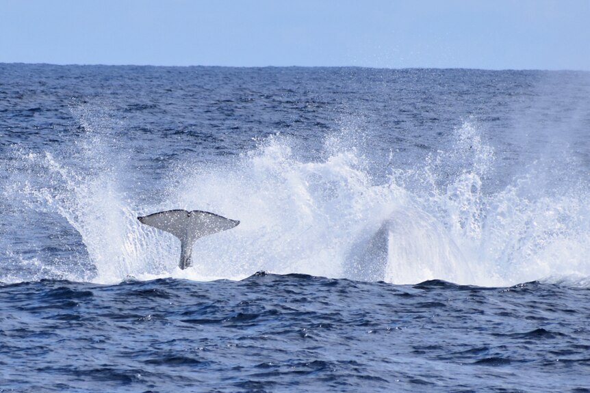 A whale's flukes above the surface of the ocean.