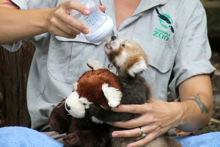 Maiya with zookeeper Tamara Gillies