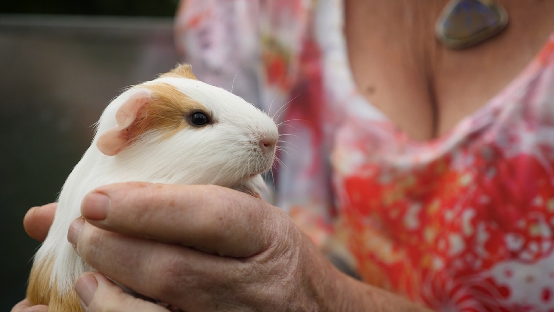 Guinea Pig Protein Www Neurosurgeondrapoorva Com