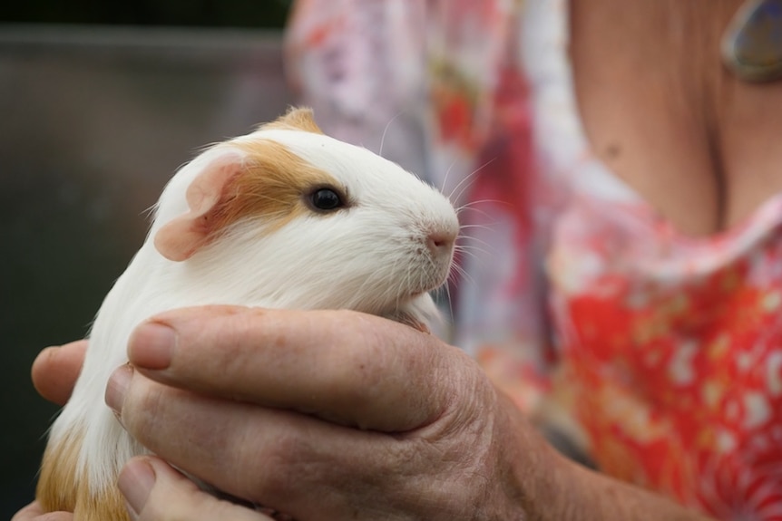 Close up on a cute guinea pig held up in someone's hand