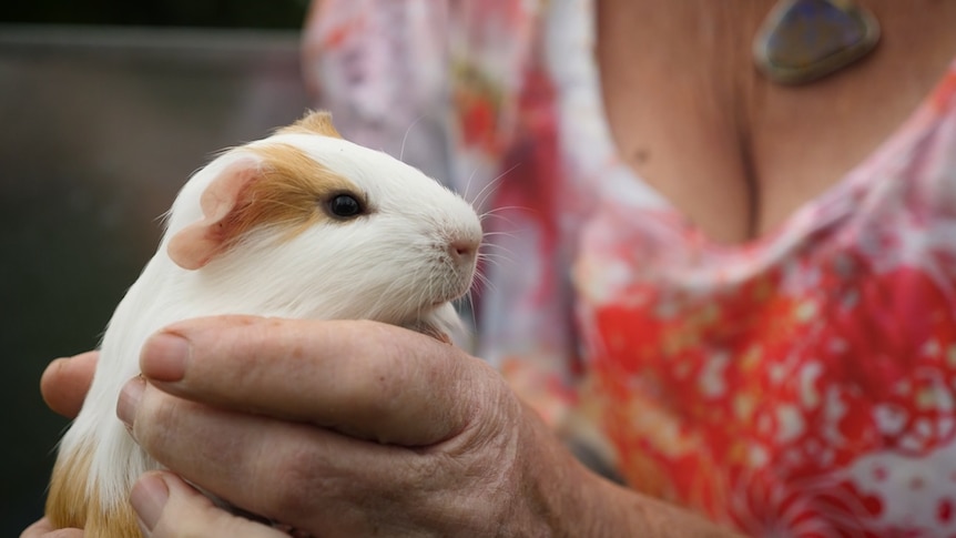 Close up on a cute guinea pig held up in someone's hand
