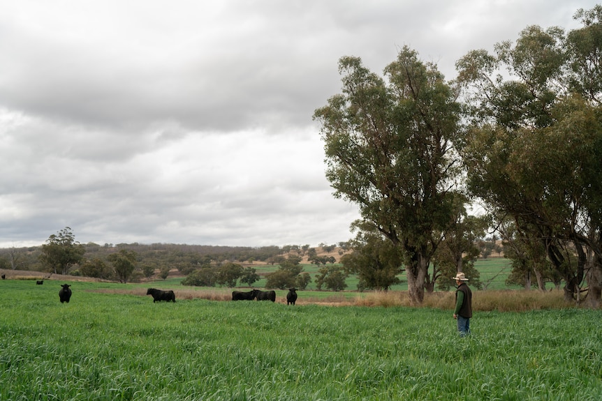 A man stands in a green field of oats looking at two bulls.