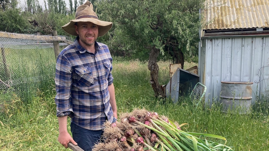 Farmer Sam Vincent with a wheelbarrow full of garlic in front of shed